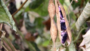 Wetterextreme bedrohen die Käferbohne