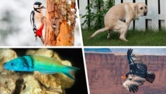 Was haben die Tiere auf dem Bild gemeinsam? Sie geben Forschern Rätsel auf! (Bild: Krone KREATIV/stock.adobe.com)