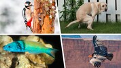 Was haben die Tiere auf dem Bild gemeinsam? Sie geben Forschern Rätsel auf!