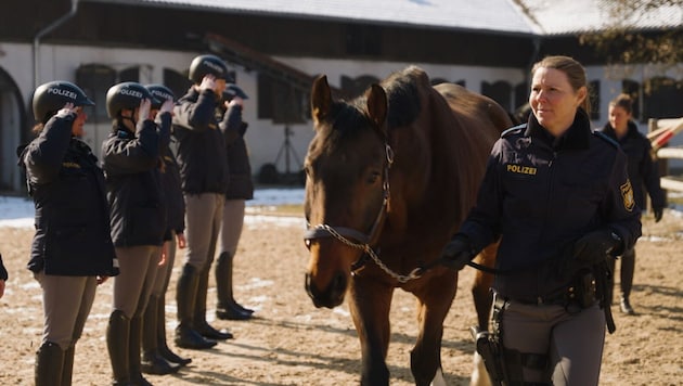 Die ehemaligen Polizeipferde Platon und Pegasus können ihren Ruhestand auf Gut Aiderbichl Deggendorf verbringen (Bild: Gut Aiderbichl)