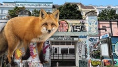 Nahe der Rossauer Lände will der Angeklagte einem Fuchs in die U-Bahn gefolgt sein. (Bild: Krone KREATIV/Peter Tomschi, Tom - stock.adobe.com)