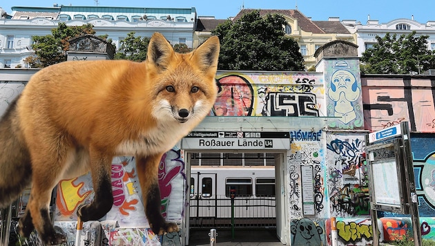 Nahe der Rossauer Lände will der Angeklagte einem Fuchs in die U-Bahn gefolgt sein. (Bild: Krone KREATIV/Peter Tomschi, Tom - stock.adobe.com)