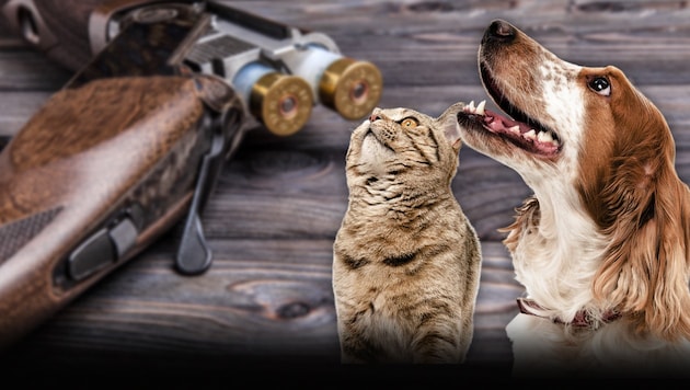 It is estimated that up to 30,000 pets are shot by hunters every year. (Bild: Krone KREATIV/Stoch Adobe)