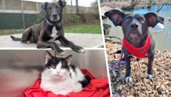 Straßenhund Lucky, Kater Spike oder Mischlingshündin Doli, sie alle suchen einen schönen Platz zum Leben. (Bild: Krone KREATIV/Laura Berndl, Tierheim Linz, Pfotenhilfe Lochen)