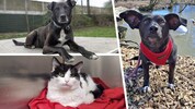 Straßenhund Lucky, Kater Spike oder Mischlingshündin Doli, sie alle suchen einen schönen Platz zum Leben. (Bild: Krone KREATIV/Laura Berndl, Tierheim Linz, Pfotenhilfe Lochen)