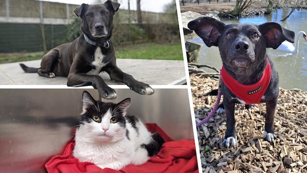 Street dog Lucky, tomcat Spike and mixed-breed dog Doli are all looking for a nice place to live. (Bild: Krone KREATIV/Laura Berndl, Tierheim Linz, Pfotenhilfe Lochen)