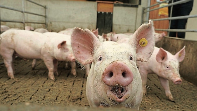 The ban on fully slatted floors can prevent illness and pain in the animals. (Bild: Pail Sepp)