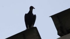 Und schon wieder kreist der Pleitegeier über einem Vorarlberger Unternehmen.