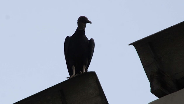 Und schon wieder kreist der Pleitegeier über einem Vorarlberger Unternehmen.
