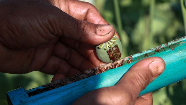 Afghanistan galt lange als wichtigstes Ursprungsland für den Heroin-Rohstoff Opium, der aus Schlafmohn gewonnen wird. (Bild: STR)