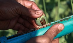 Afghanistan galt lange als wichtigstes Ursprungsland für den Heroin-Rohstoff Opium, der aus ...