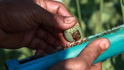 Afghanistan galt lange als wichtigstes Ursprungsland für den Heroin-Rohstoff Opium, der aus ...