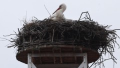 Das Storchen-Männchen baut gerade ein Nest, das bis zur Ankunft der Partnerin fertig sein soll (Bild: Pressefoto Scharinger/Daniel Scharinger)