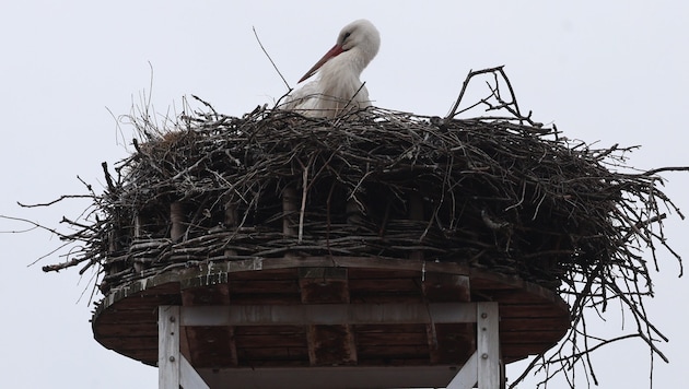 Das Storchen-Männchen baut gerade ein Nest, das bis zur Ankunft der Partnerin fertig sein soll (Bild: Pressefoto Scharinger/Daniel Scharinger)