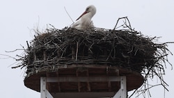 Das Storchen-Männchen baut gerade ein Nest, das bis zur Ankunft der Partnerin fertig sein soll (Bild: Pressefoto Scharinger/Daniel Scharinger)