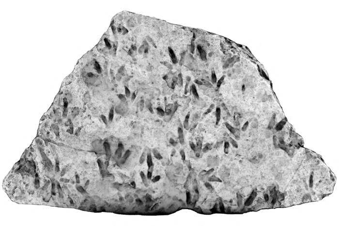 Die Abdrücke stammen aus dem frühen Jura-Zeitalter vor rund 200 Millionen Jahren.