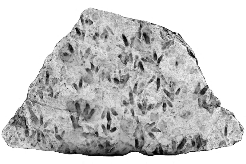 The imprints date back to the early Jurassic period around 200 million years ago. (Bild: HANDOUT)