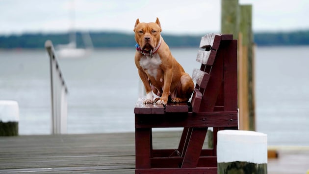 A pit bull in the USA involuntarily becomes a warning for gun owners (symbolic image). (Bild: Jennifer Corbett)