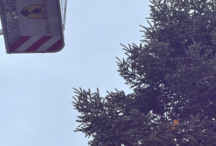 „Picki“ versteckte sich im Baum