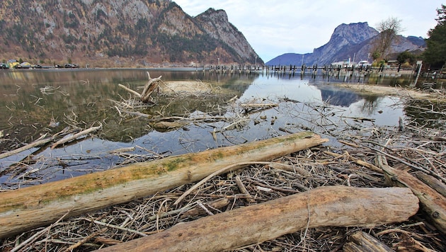 Kein schönes Bild gibt der Traunsee in Ebensee ab. Seit Jahren sammeln sich angeschwemmtes Holz und Müll an. (Bild: Hörmandinger Marion)