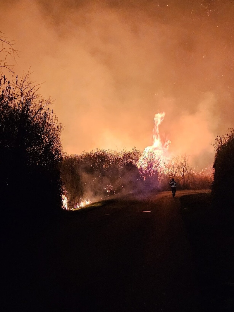 Trockenes Gras und Schilf brennen wie Zunder.  (Bild: FF Illmitz)