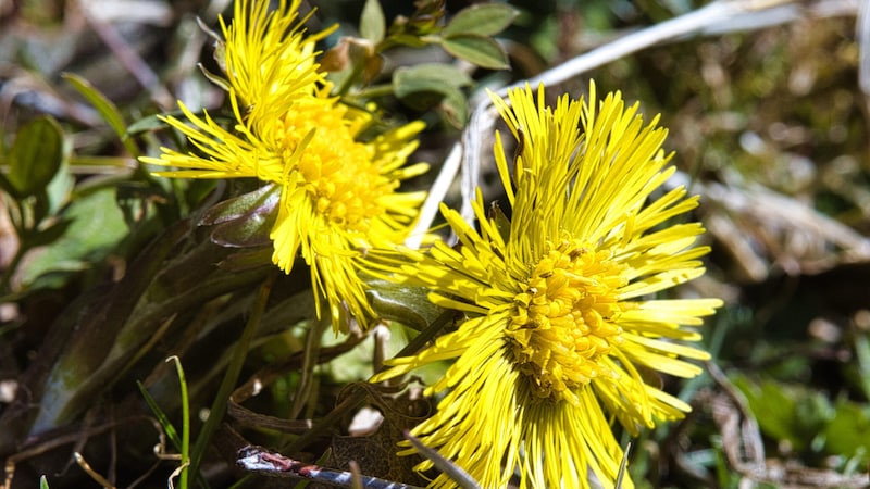 Harbingers of spring can already be seen along the way. (Bild: Weges)