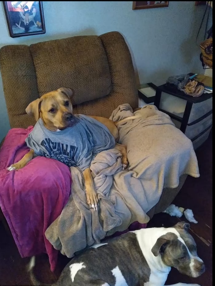 The investigation revealed that both pit bulls had cocaine in their blood.