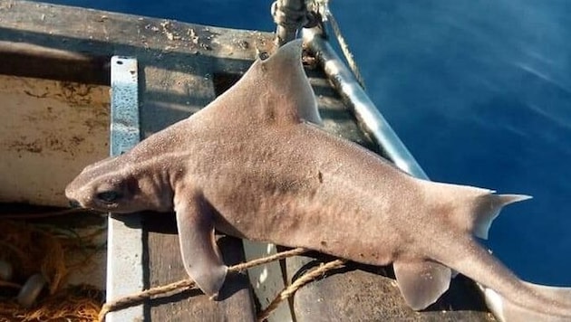 The spotted sea sow is a rare shark species that is rarely found in the Adriatic (symbolic image). (Bild: Wikimedia Commons/biodiversitygr)