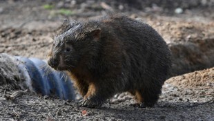 Ein Wombat in Australien (Archivbild)