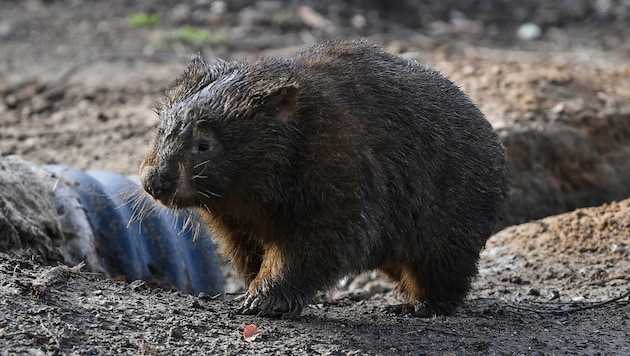 A wombat in Australia (archive photo) (Bild: AP/Dean Lewins)