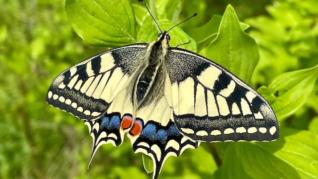 The swallowtail is considered a "bird of paradise" among the local butterfly species. (Bild: Walter Ederer/Schmetterlingsapp)