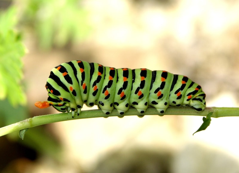 The colorful swallowtail caterpillars feed on the herbs of carrots, caraway and dill. (Bild: Marion Jaros)