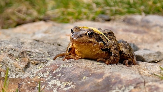 Zwischen Wasser und Land bewegen sich Amphibien. Die Tiere brauchen Feuchtbiotope und Stillgewässer. (Bild: Armin Furlan)