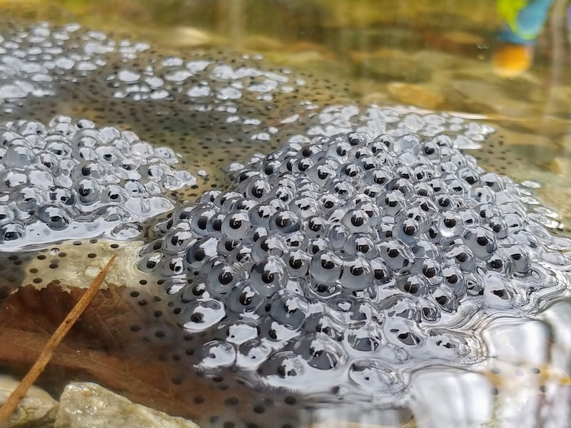 Vom Laich bis zum erwachsenen Tier durchlaufen Amphibien eine unglaubliche Metamorphose. (Bild: Bergauer Rubina)