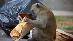 Der zuständige Staatsanwalt meint, es könnte sich um ein Tauschgeschäft gehandelt haben. ...