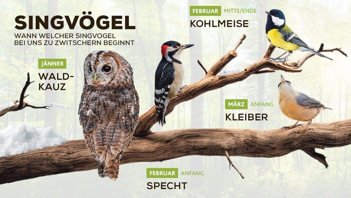 Wer zwitschert wann?