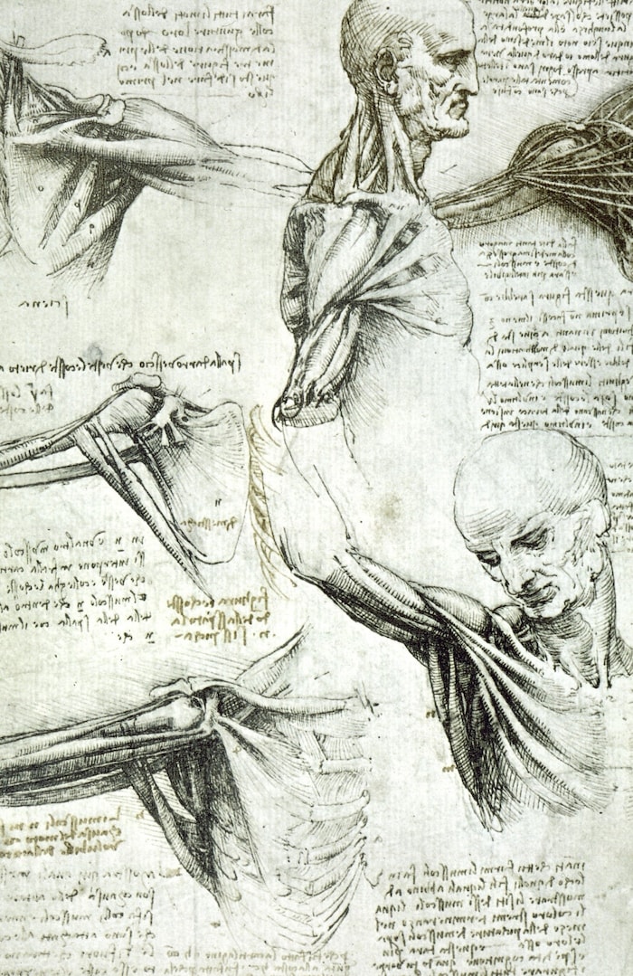 Skizzen von anatomischen Studien Leonardos