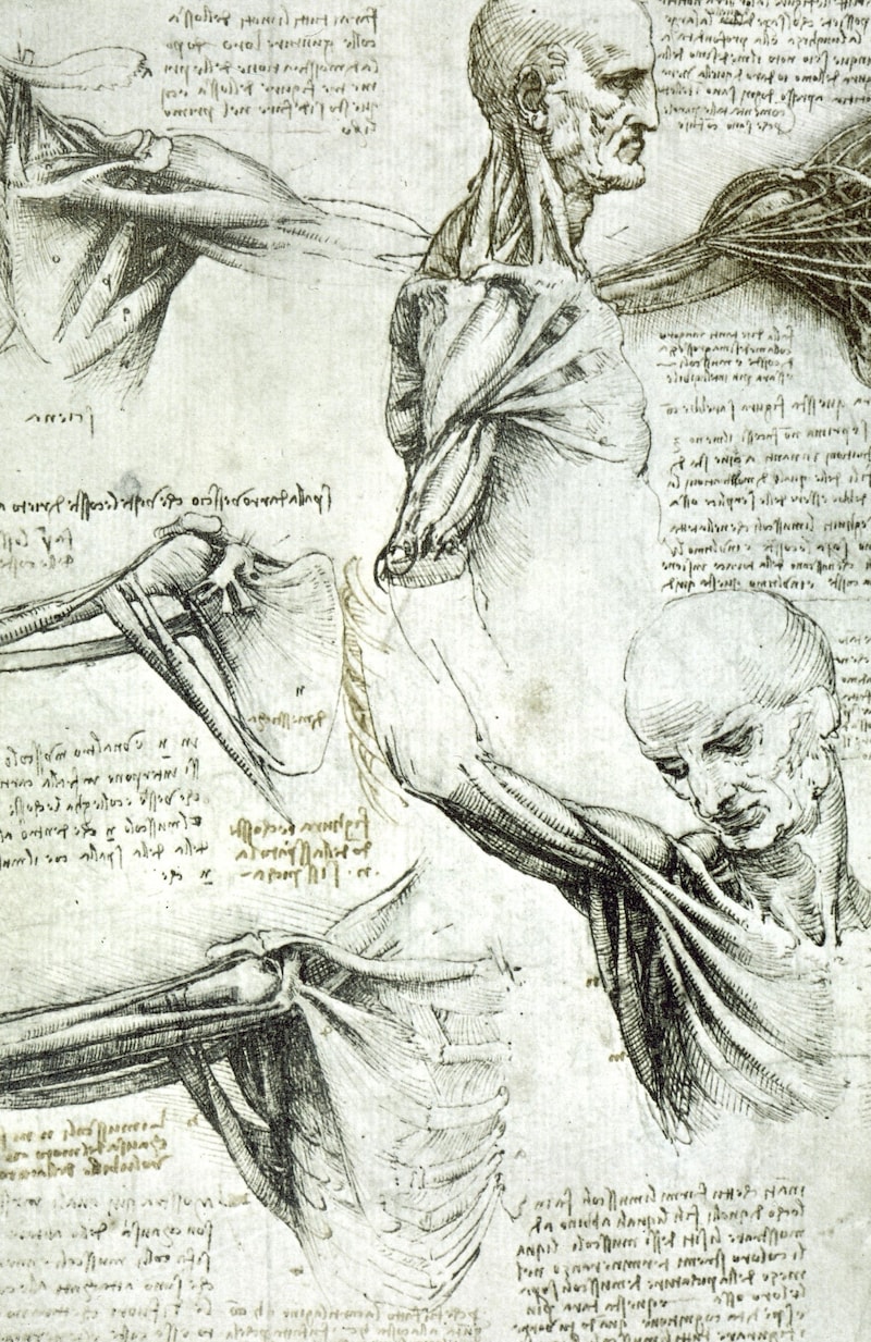 Skizzen von anatomischen Studien Leonardos (Bild: akg-images / picturedesk.com)