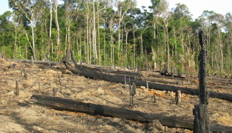 (Bild: guentermanaus)