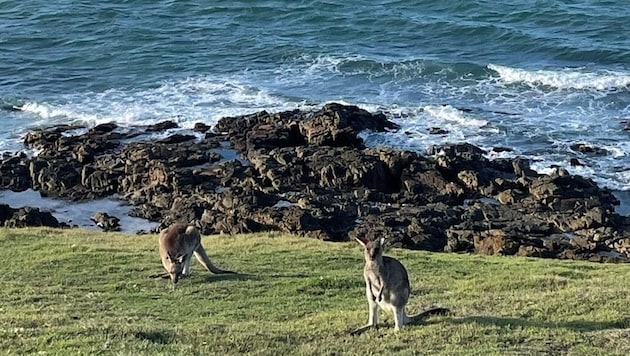 Auch die Kängurus genossen am Samstag das Ambiente am Emerald Beach, wo vor einer Woche noch die Welt untergegangen ist. (Bild: Sarah Schober)