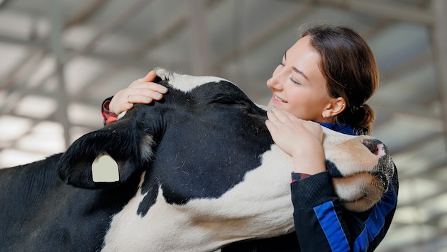 Cuddling with a cow is said to relieve stress in humans. Prices range from 30 to over 100 euros. (Bild: parilov)