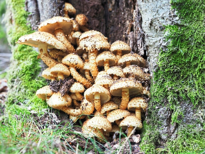 Stockschwammerl und Baumschwömme – wundersame Gebilde an den Stämmen.