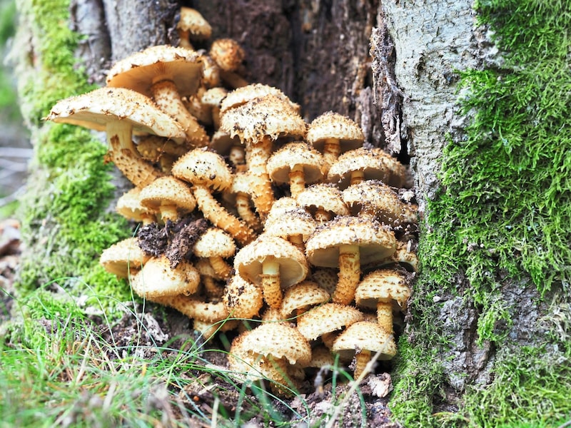 Stockschwammerl und Baumschwömme – wundersame Gebilde an den Stämmen.  (Bild: Moser Gabriele)