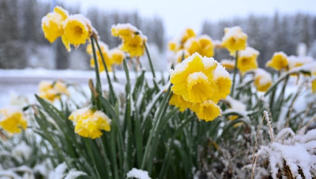 Auf die Kaltfront am Montag mit Schnee- und Graupelschauer wird es sonnig und wärmer. (Bild: APA/dpa/Marius Bulling)