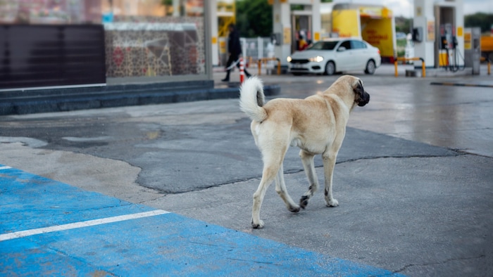 The dogs are being persecuted and killed in many places.
