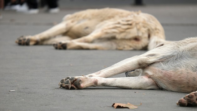 A new law is leading to the mass killing of Turkish strays. (Bild: milotus - stock.adobe.com)