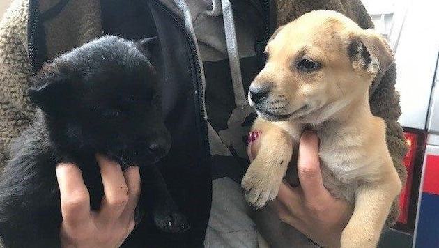 These two puppies were rescued. (Bild: API Ried)