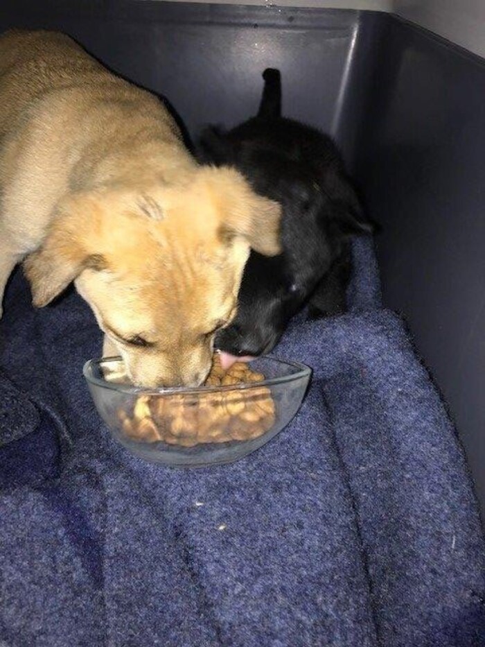 Die Polizisten kümmern sich um die Hunde.
