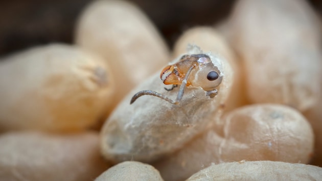 Wood ant hatching. (Bild: Ingo Arndt Photography)