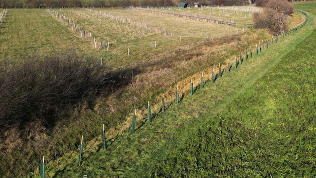 Where is left, where is right? In any case, the trees had to be replanted. (Bild: Reinhard Judt)